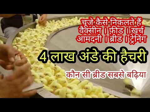 Poultry Farming | Chicks Hatchery | Poultry Vaccine Training | मुर्गी पालन | @poultry_farming