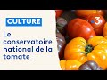 Indreetloire  le conservatoire national de la tomate