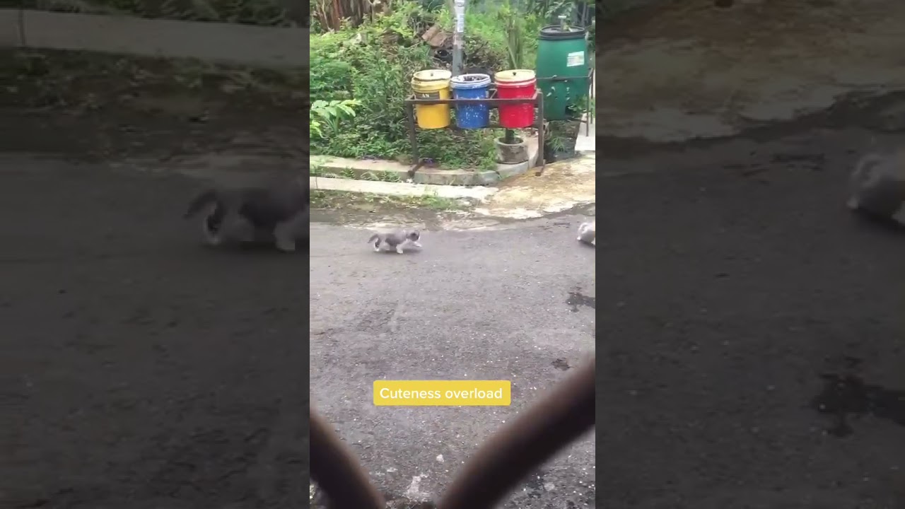 How Can? Cute Cat🤣