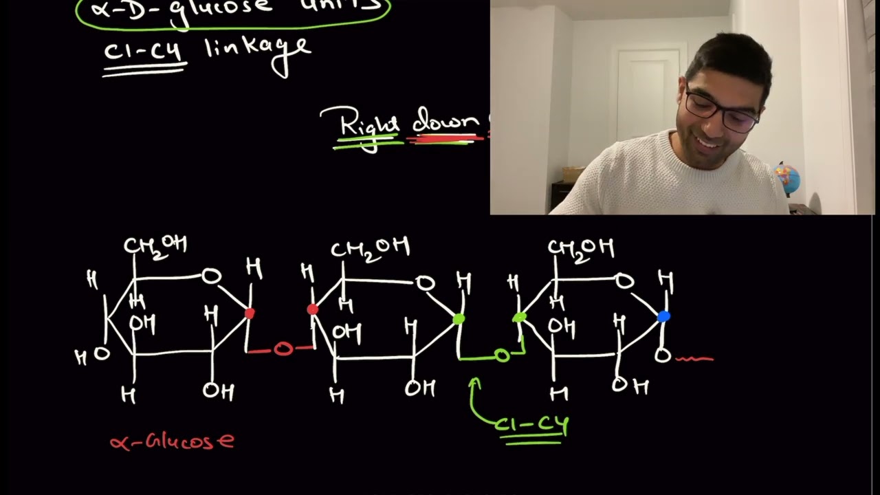 What Are Carbohydrate Chains: Definition \u0026 Bio-Function - Creative Biolabs, image size:1280x720