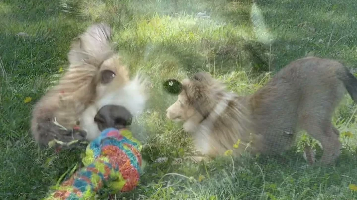 Sheltie puppy from birth to 1 year