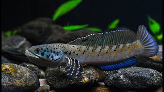 Channa Ornatipinnis- Ornate Snakehead Displaying Aggressive Behaviour.