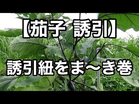 茄子 誘引 誘引紐をナスの樹にクルクル巻いてみた Youtube