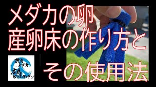 メダカの卵の産卵床　タマゴトリーナーの作り方と卵の採取方法