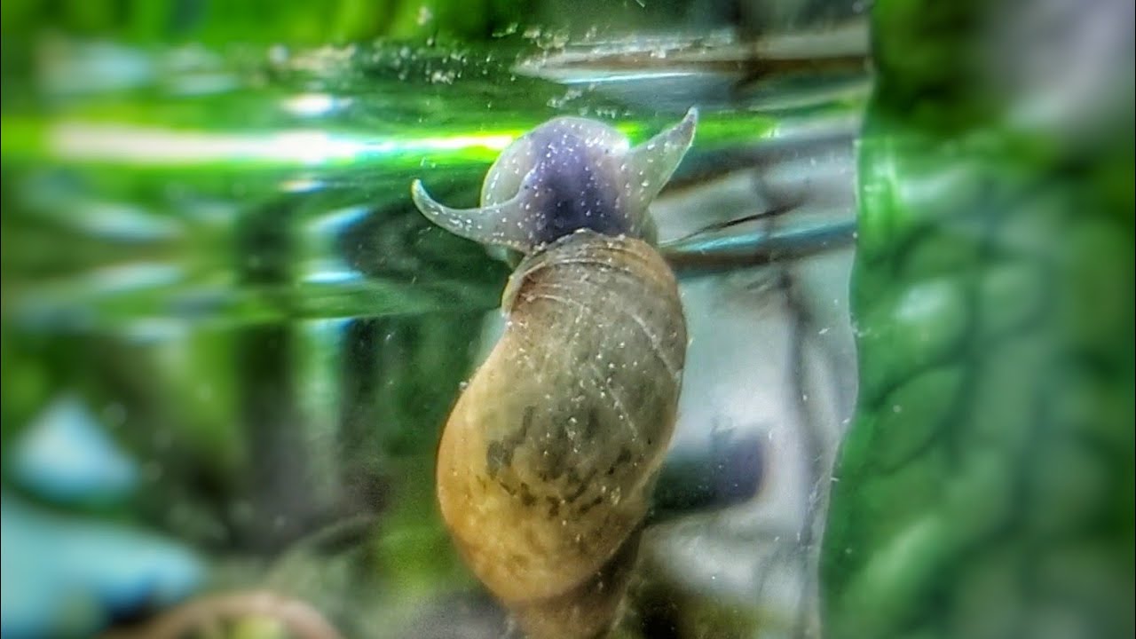 Great pond snail YouTube