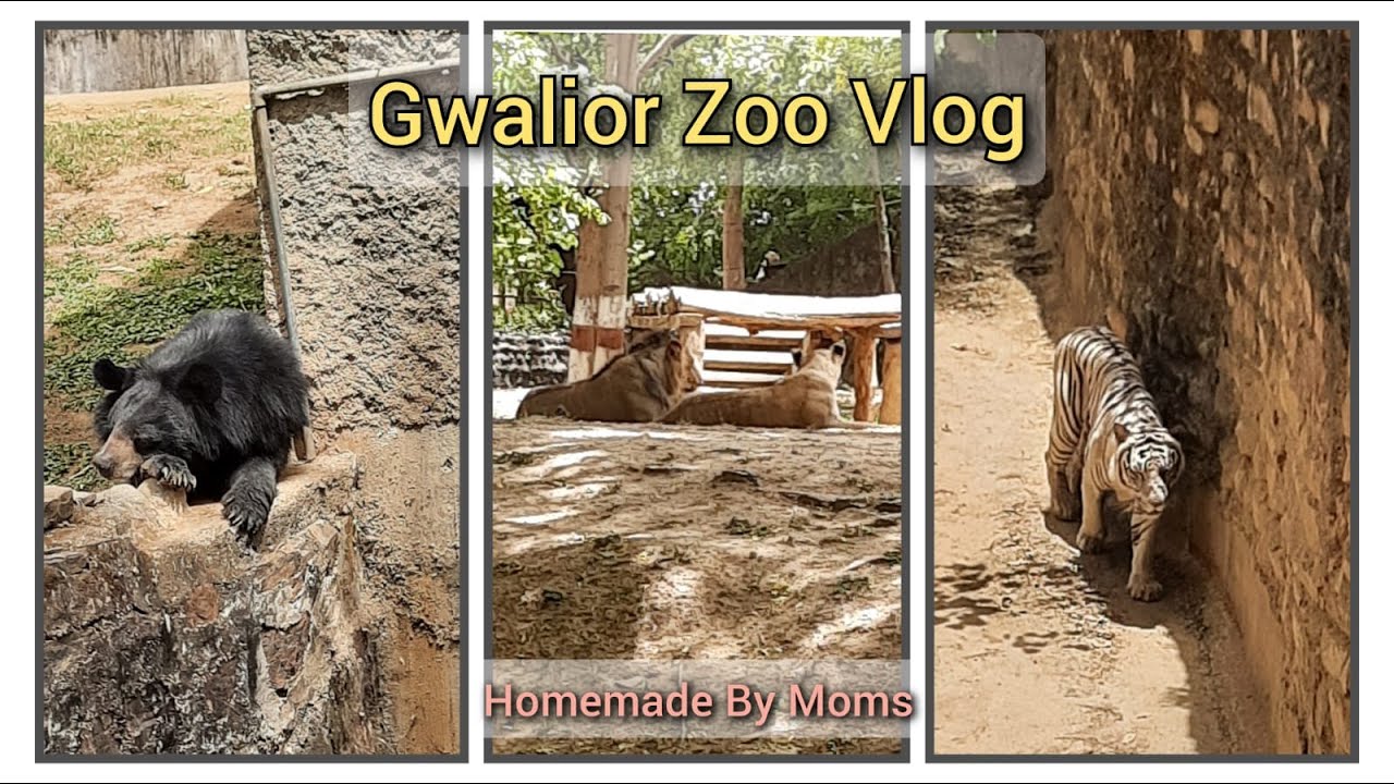 Gwalior Zoo With Kids Animal Videos Zoo Vlog YouTube