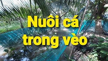 Mô hình nuôi cá bằng vèo lưới | Vlog 13 | Văn Vlog |