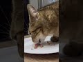 Nom nom time #cat #catvideos #adoptdontshop #rescuecat #cute #orangecat