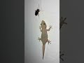 Ref:j765daG02Bk Amazing lizard sound   effect | gecko vs cockroach sound #lizard