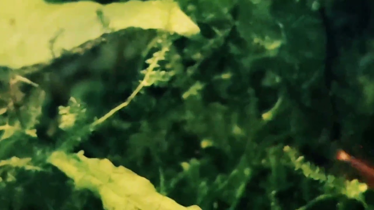 Boraras naevus and fry.