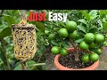 🌿How to Grow Lemon Tree FAST Step-by-Step Guide to Quick Rooting