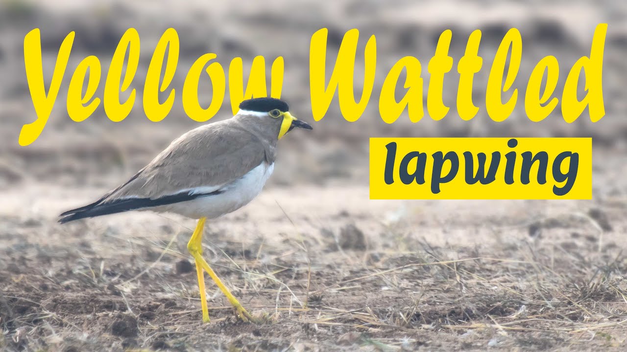 The Yellow-wattled lapwing (Vanellus malabaricus) - पीला टीटहरि