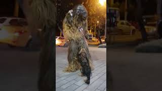 chewbacca CUDDLES dog which looks like HIM