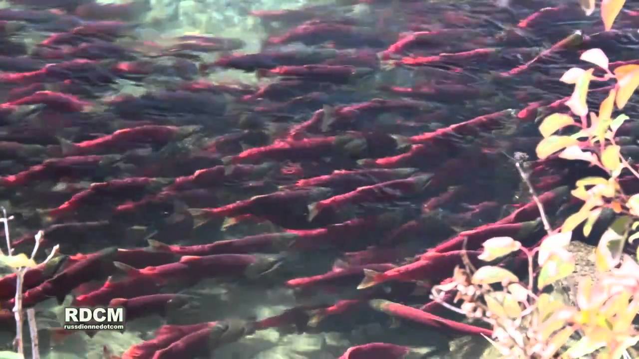 Adams River Salmon Run 2010