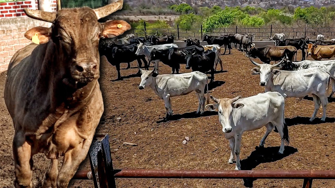 CRIADERO DE TOROS DE REPARO - SELECCION PODEROSA