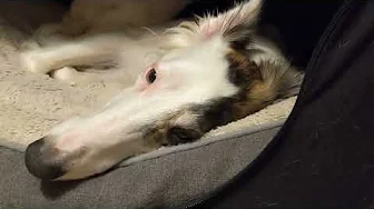 Junior's Nose