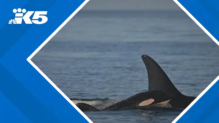 Orca calf believed dead weeks after birth to first-time mother