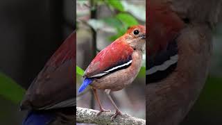 Burung Paok kepala biru / Blue-headed Pitta