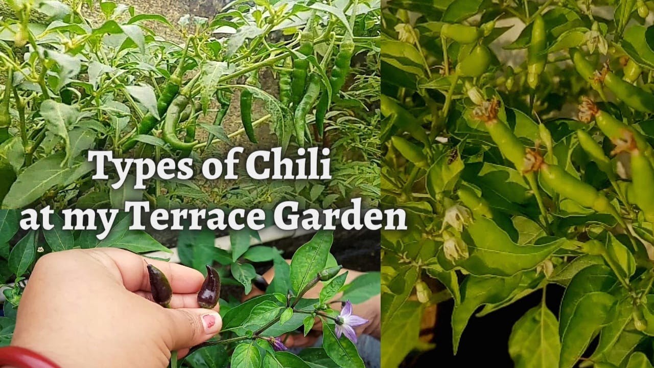 Types Of Chili At My Terrace Garden/Terrace Vegetable garden/sasipajay