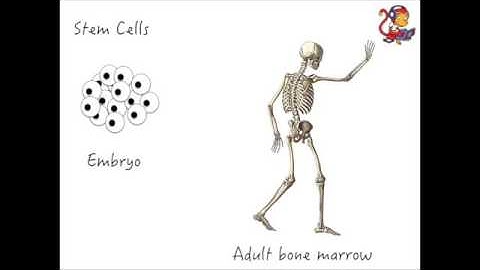 Additional Biology (B2) Stem Cells