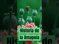 historiade la amapola