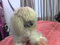 How to Fluff Dry a Poodle