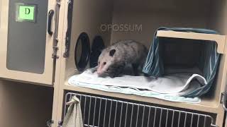 Napa Wildlife Rescue moves into new facility