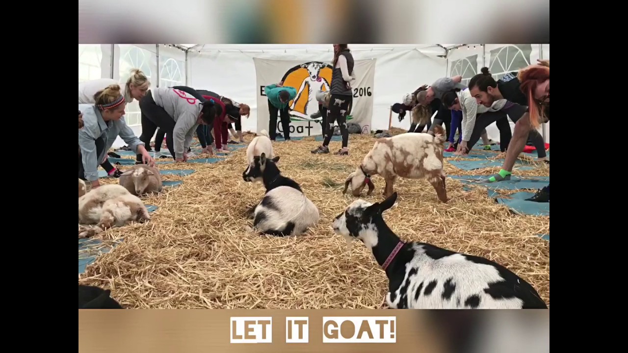 Goat Yoga