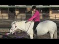 Apprendre à monter son cheval en licol  - Equidia Life