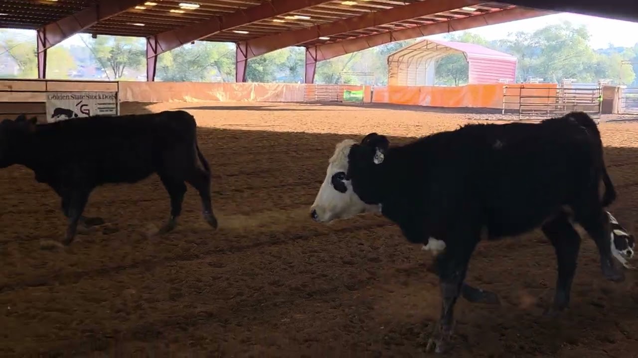 1/11/26 Zara Ione  open