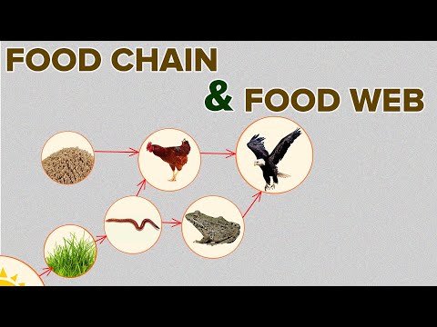 वीडियो: खाद्य श्रृंखला और खाद्य जाल क्या है उदाहरण सहित समझाइए?