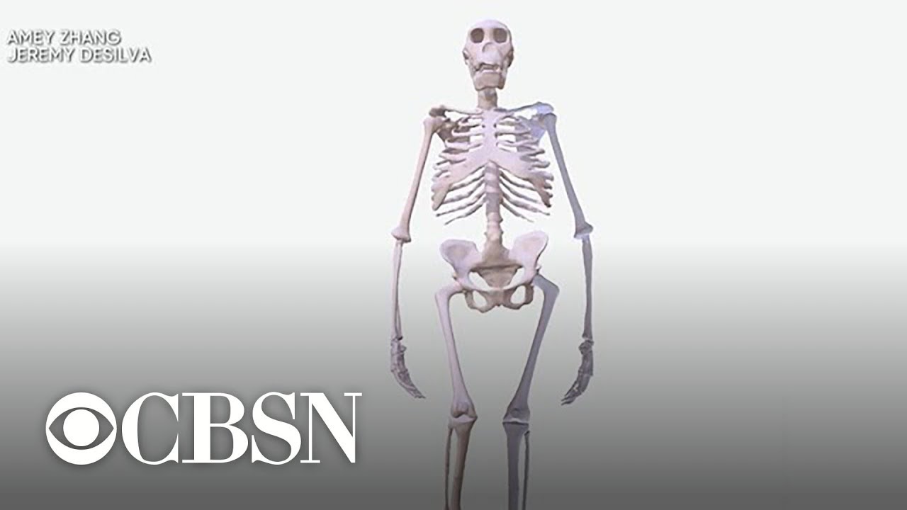 Ancient fossils offer new clues to human evolution - YouTube
