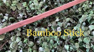 United Nations - Flag Making - Laos screenshot 2