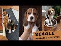 Tiktok| BEAGLE  Funny Cute Dog Breeds Compilations