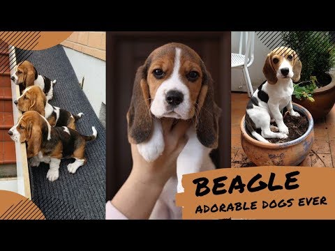 Video: Beagle Dog Breed Allergivenlig, Helse Og Levetid