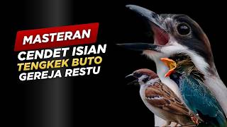 Download lagu Masteran Cendet Isian Tengkek Buto, Gereja Restu