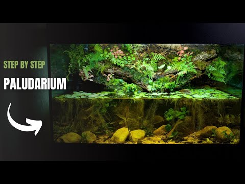 Videó: A Sphagnum mocsarak egyfajta vizes élőhely. Sphagnum tőzegláp
