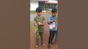 Eco walk 4 std ..Evs unit..The leaf too has to say