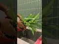 Slow living in our farm#ytshorts #sustainableliving #farmlife #ecofriendlyliving #aesthetics