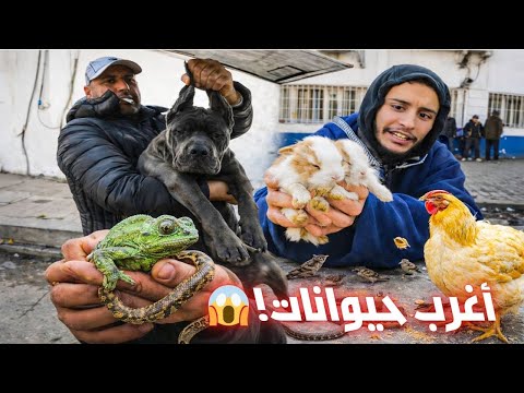 أغرب حيوانات في مكان واحد في سوق منصف باي      