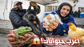 Download Lagu أغرب حيوانات في مكان واحد! 🔥في سوق  منصف باي  The strangest animals in one place! MP3