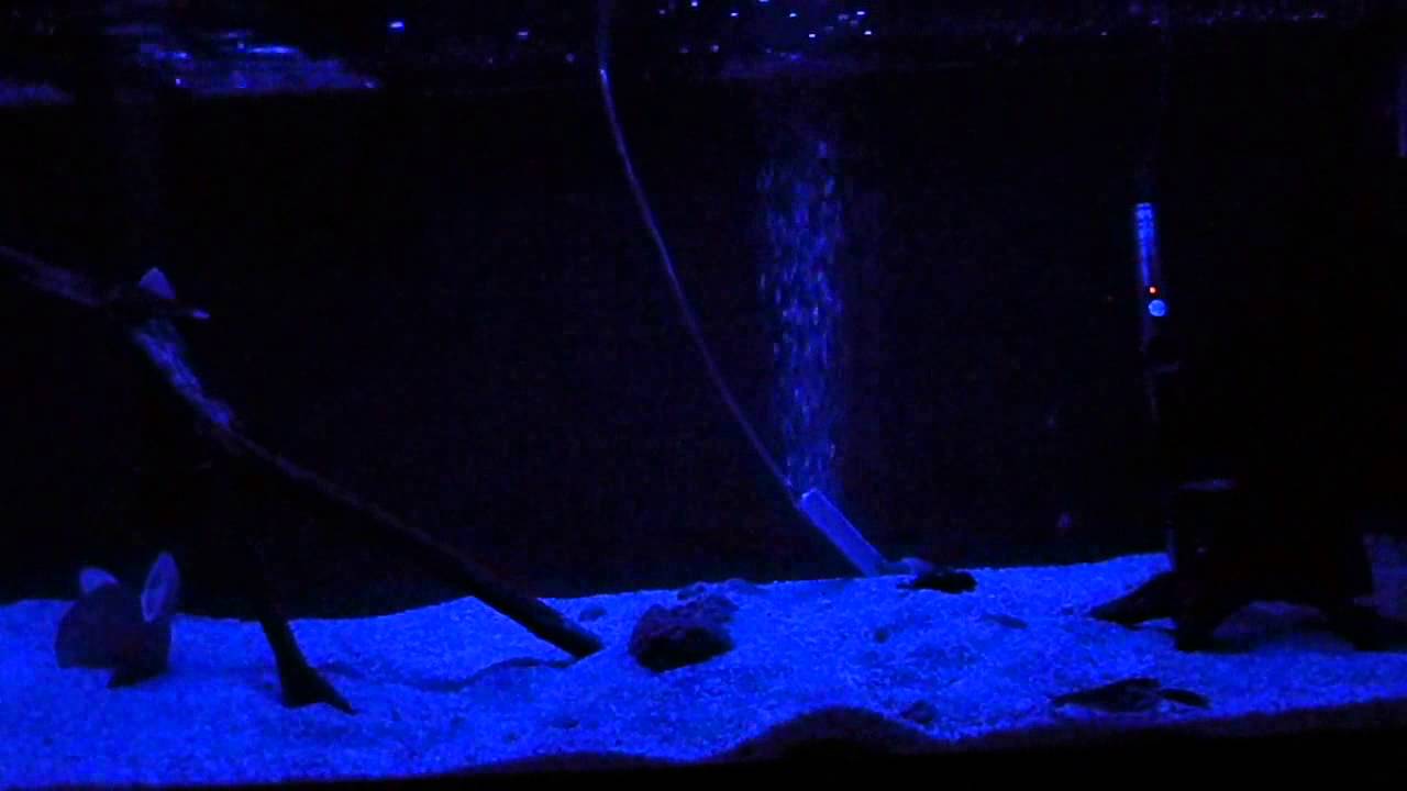 Artificial lightning in aquarium YouTube
