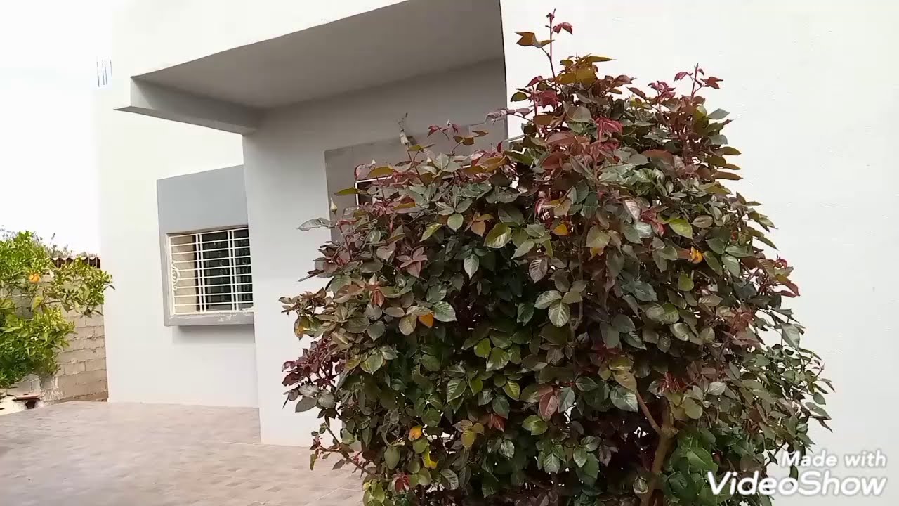 جولة في منزل اختي في البادية🌄☘️🌳