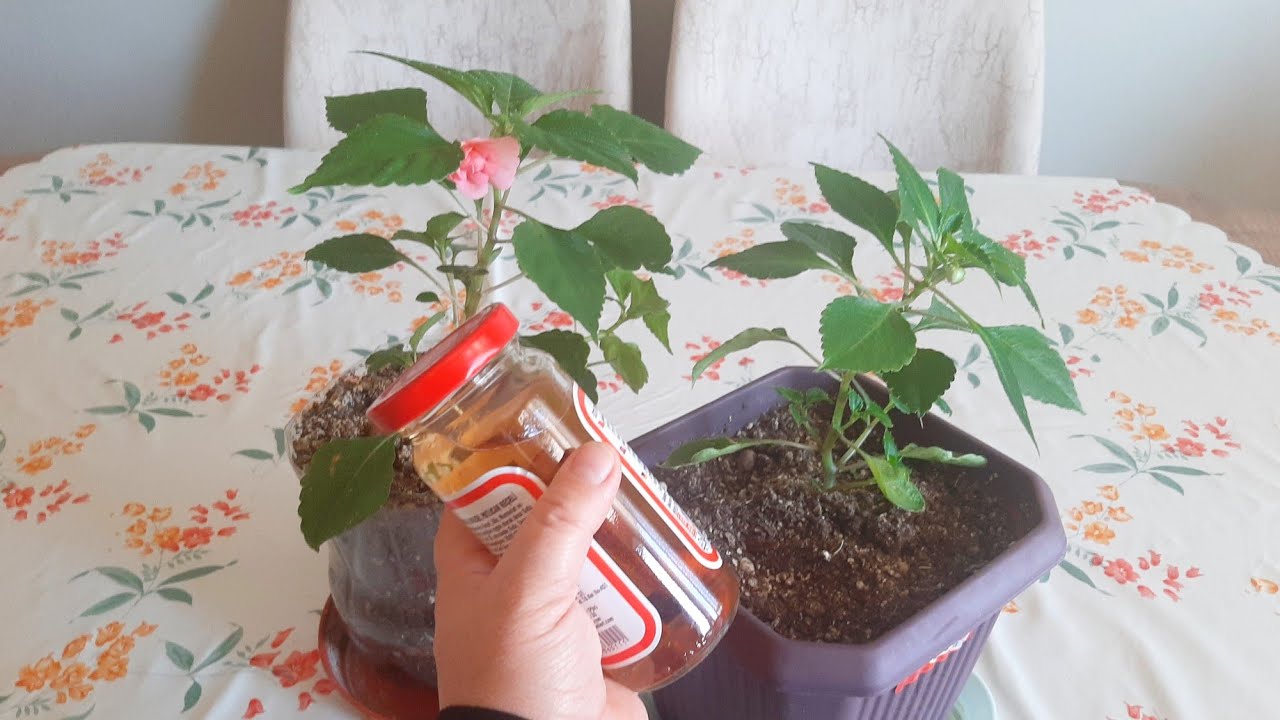 CAM GÜZELİ ÇİÇEĞİ KIŞIN NASIL BAKILIR✅ÇİÇEK COŞTURAN ✅ÇİÇEK BAKIMI