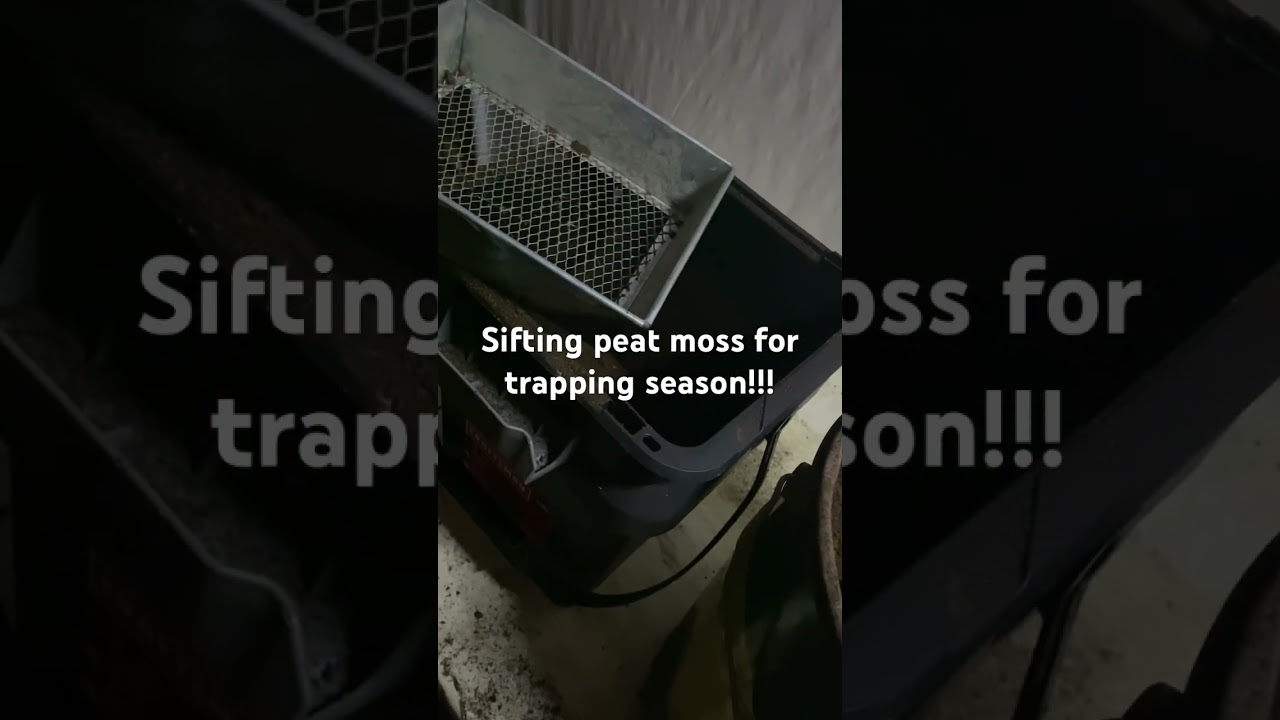 Peat moss sifting, no wax dirt just peat moss for trap bedding and covering.