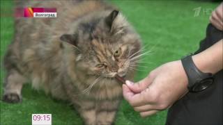В Волгограде открылось необычное кафе с кошками и котятами. В Волгограде открылось необычное кафе с кошками и котятами.