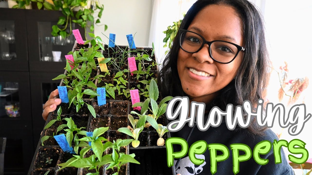 Growing Peppers From Seed Seed Starting Gardening Zone 5 What