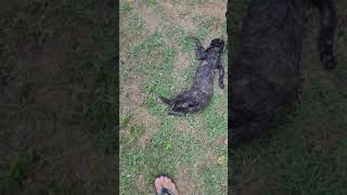Rottweiler matou um gato, encontrei morto no jardim de casa.