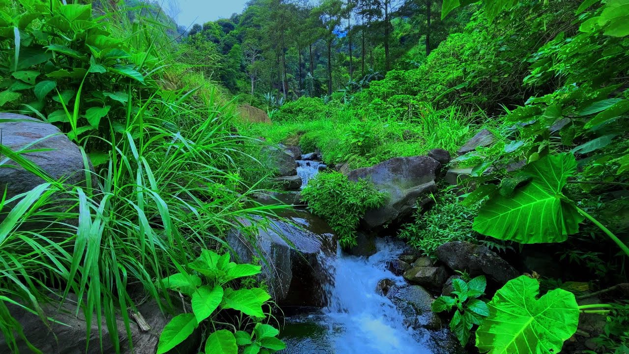Relaxing Mountain Stream Sounds Flowing Water Nature Ambience and White Noise for Sleep