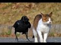 Funny Crow Annoying Cat